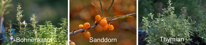 Heilpflanzen Bohnenkraut, Sanddorn und Thymian