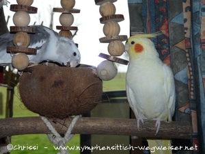 Die Vögel sind begeistert