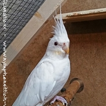 Albino - ganzer Vogel