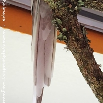 Weißkopfzimt-Perlscheckenhenne - Schwanz von unten