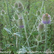Kardendistel blühend