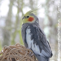 wildfarbener Kopffleckscheckenhahn - Gesamtansicht seitlich