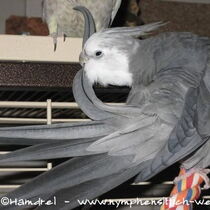 Weißkopf Koffleckscheckenhahn - Schwanz von oben