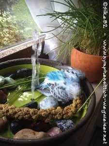 Die ersten Wellis baden