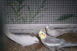 Angelina, Mambo und Schneeweißchen