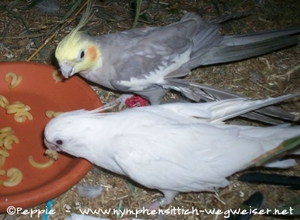 Angelina und Mambo futtern Gabelspaghetti