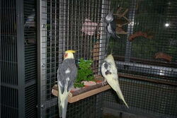 Justus möchte zu Cooper und Nico