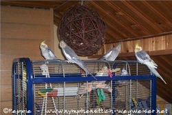 Fino und Lisa sowie Maja und Hetflied auf der Voliere von Joschi und Winni