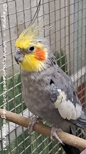 Hallo, ich bin Cocco