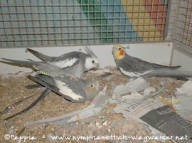 Justus auf Gretel mit Tapsi