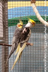 Micky und Piku am 28.01.2017