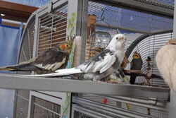 Pacy (rechts) mit Pünktchen