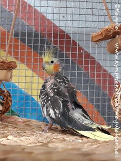 Skinny im Januar 2020