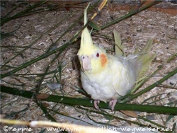 Siphie auf dem Bambuszweig