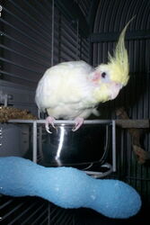 Sponcha-Maja auf dem Futternapf