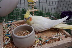 Sponcha-Maja im Oktober 2022