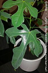 Australischer Flammenbaum