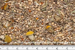 Wie in der Pampa: Sittichfutter bei Birdsandmore