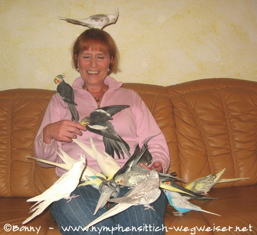 Die Halterin wird von ihren zahmen Nymphensittichen belagert