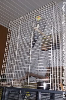 Käfig über den Vogel stülpen