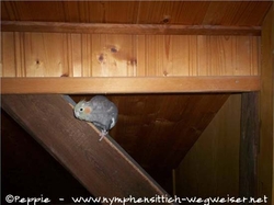 Lisa auf dem Balken im Büro