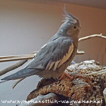 Weißkopf Kopffleckschecken Henne - Gesamtansicht