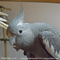 Weißkopf Kopffleckschecken Henne - Kopf mit Kopffleck