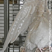 Weißkoof Zimt Henne - Flügelunterseite