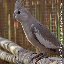 Weißkopf zimtfarbene Henne - gesamt