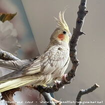 zimtfarben Opalin Jungvogel