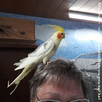 Charly im August 2020