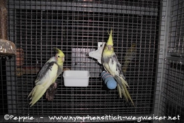 Chico mit seiner Ronja