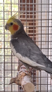 Cocco im Oktober 2024