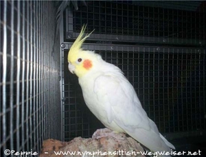 Hallo, ich bin Gonzo