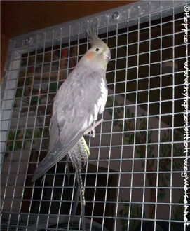 Gretel am Gitter