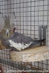 Gretel im November 2018