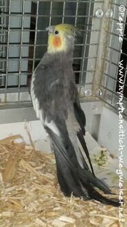 Hallo, ich bin Felix