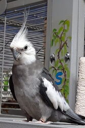 Justus im April 2020