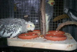 Lilli auf der Hänge-Futterbar