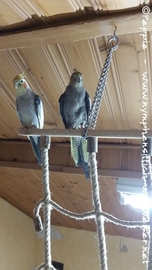 Lisa im Januar 2017-2