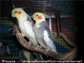 Nico und Cooper - die Dritte