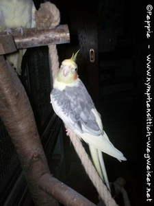 Otto auf der Kletterhilfe
