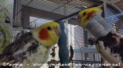 Peaches und Piku am Sun-Palace