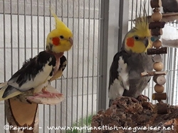 Piku mit Cuddles im März 2020