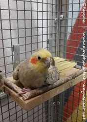 Rainbow im Januar 2017