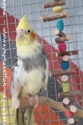 Ronja in Sunday City