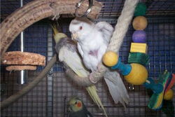 Schneeweißchen rechts und Sudakan links