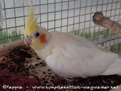 Sponcha-Maja im September 2020