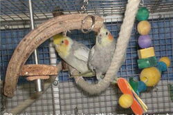 Sudakan links und Lissy rechts