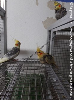 Timmi, Blondie und Cuddles